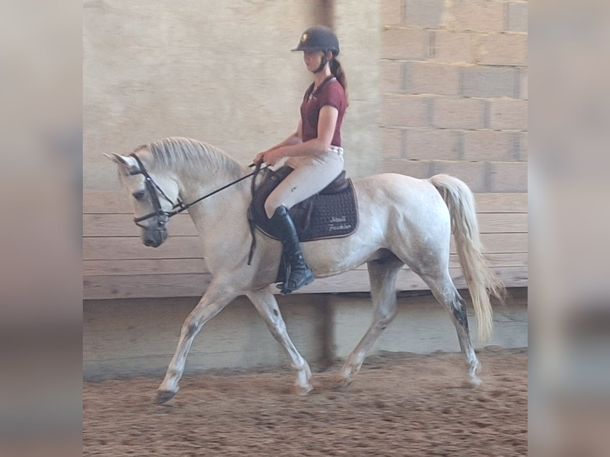 Deutsches Reitpony Wallach 9 Jahre 148 cm Schimmel in Hainsfarth