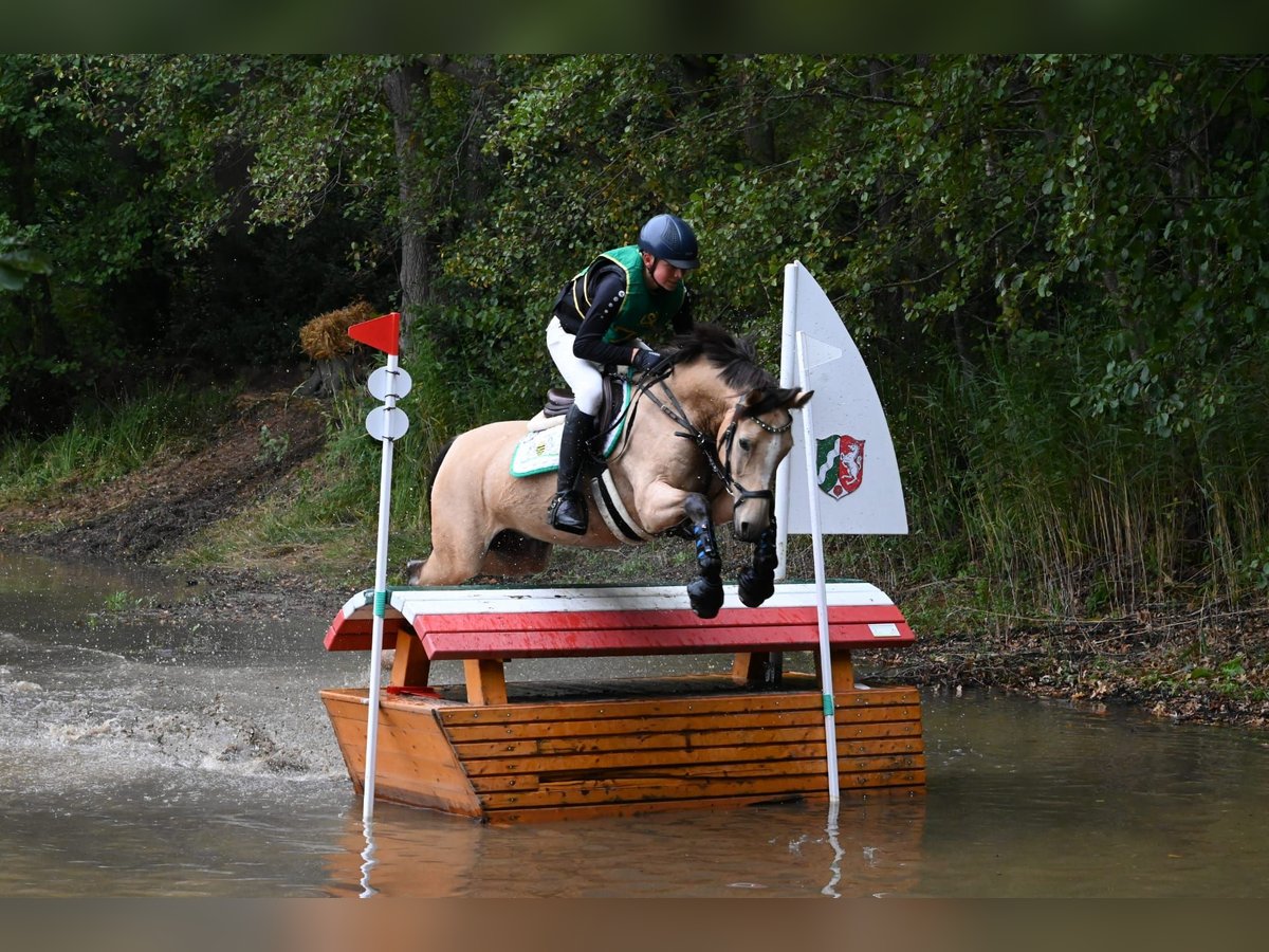 Deutsches Reitpony Wallach 9 Jahre 149 cm Buckskin in M&#xFC;lsen