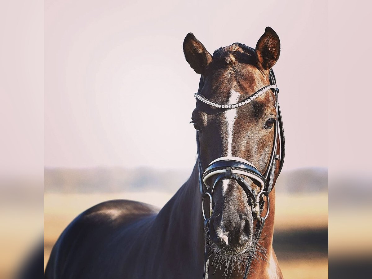 Deutsches Reitpony Wallach 9 Jahre 149 cm Dunkelfuchs in Hanau