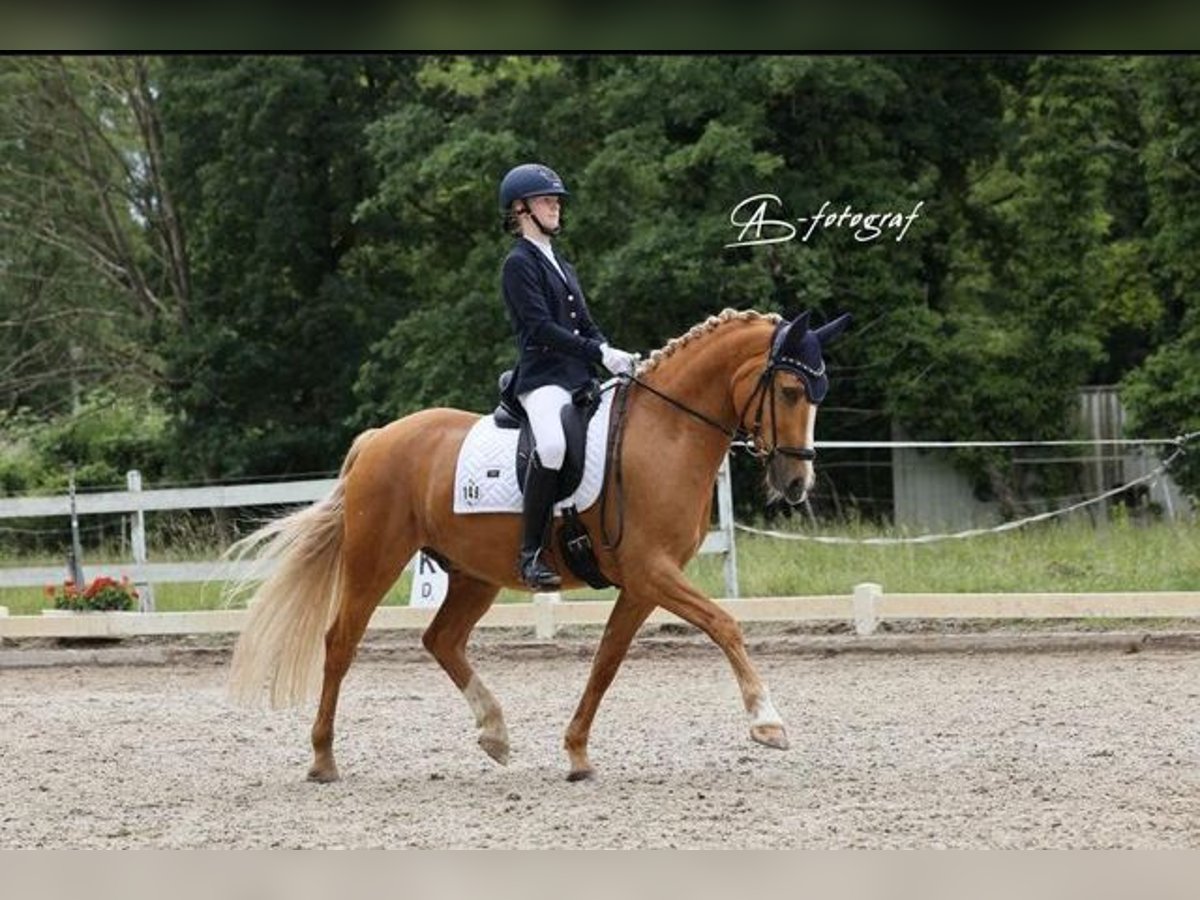 Deutsches Reitpony Wallach 9 Jahre 149 cm Palomino in Kehl