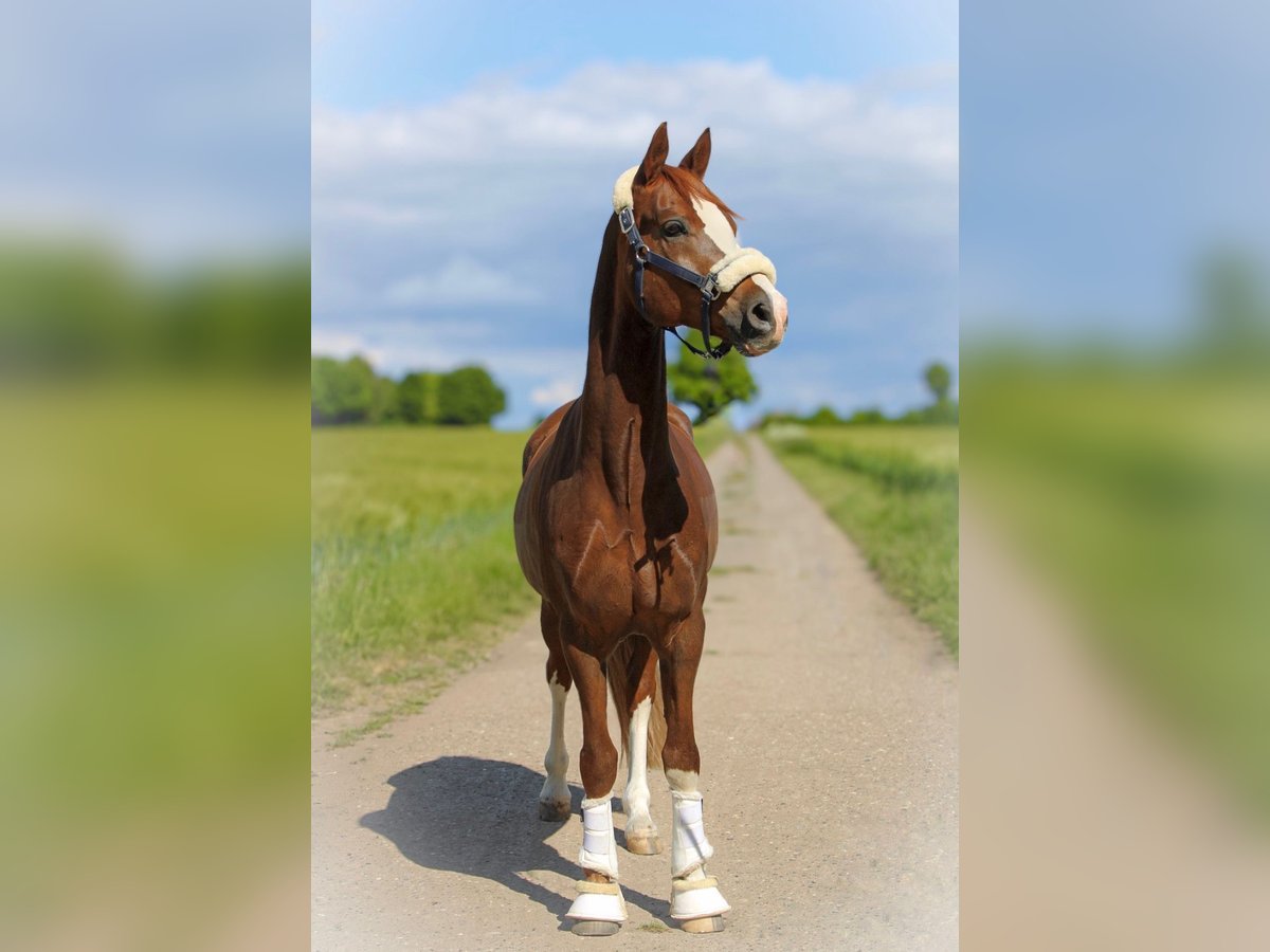 Deutsches Reitpony Wallach 9 Jahre 155 cm Fuchs in Hohenhorn