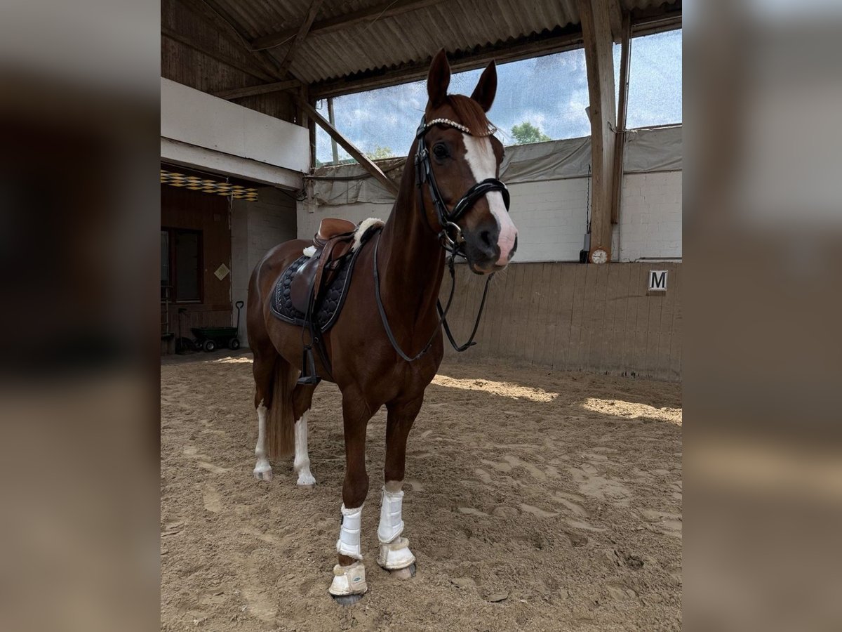 Deutsches Reitpony Wallach 9 Jahre 155 cm Fuchs in Hohenhorn