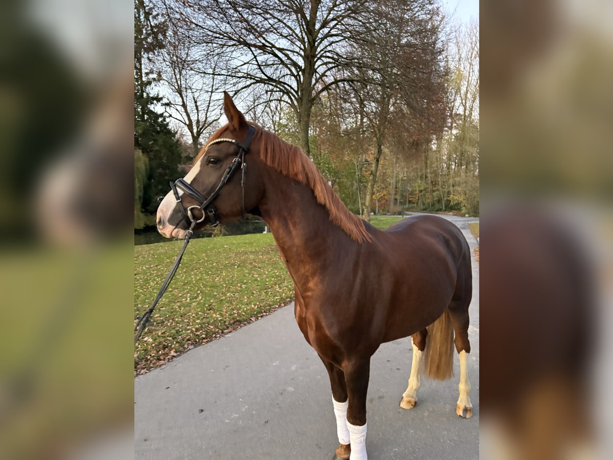 Deutsches Reitpony Wallach 9 Jahre 156 cm Dunkelfuchs in Coesfeld