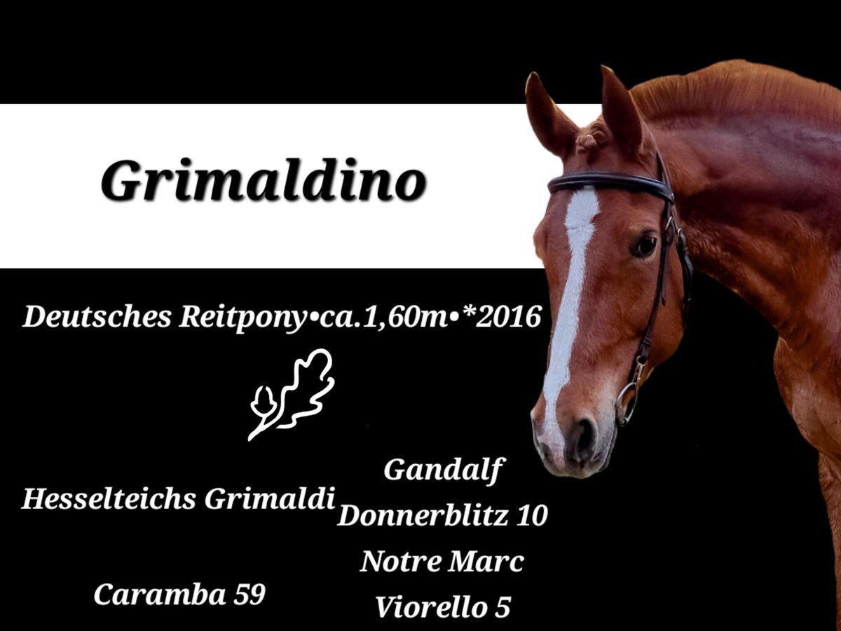 Deutsches Reitpony Wallach 9 Jahre 159 cm Fuchs in Pirna
