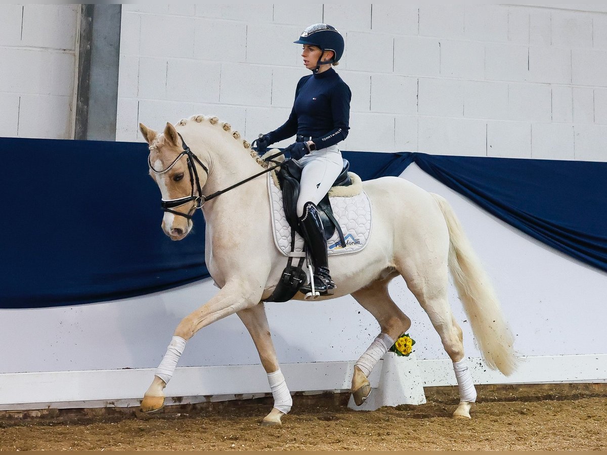 Deutsches Reitpony Wallach 9 Jahre Palomino in Marsberg