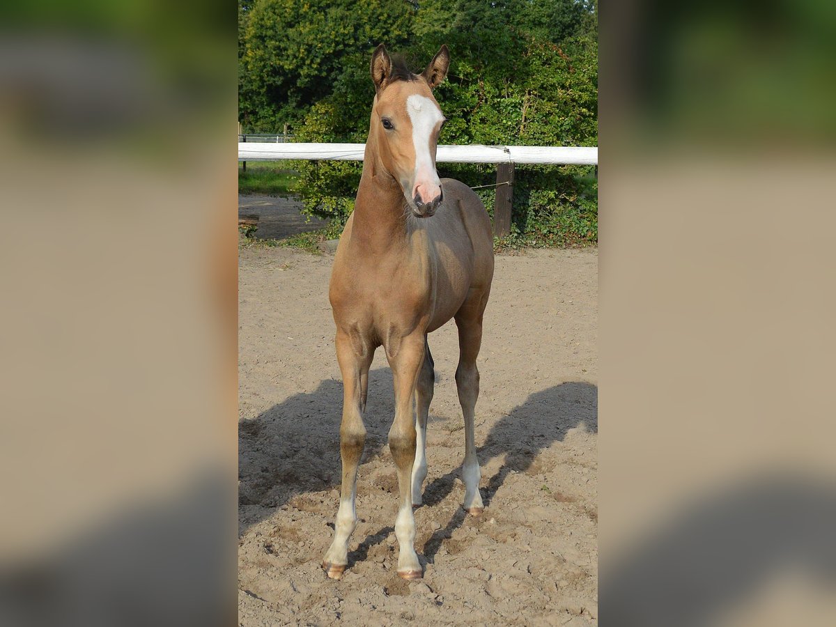 Deutsches Reitpony Wallach Fohlen (06/2025) 147 cm Buckskin in Bassum
