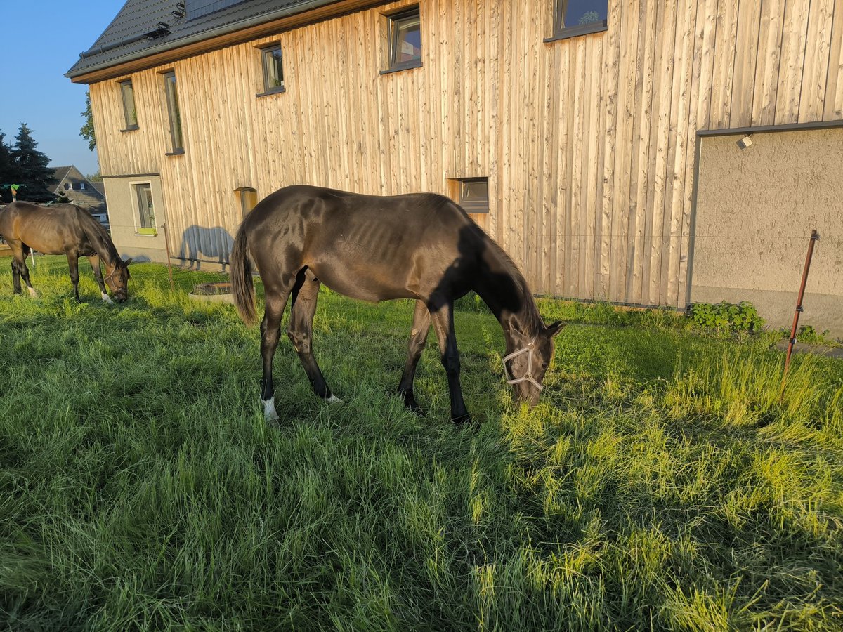 Deutsches Sportpferd Hengst 1 Jahr 153 cm Schwarzbrauner in Mittelbach bei Chemnitz