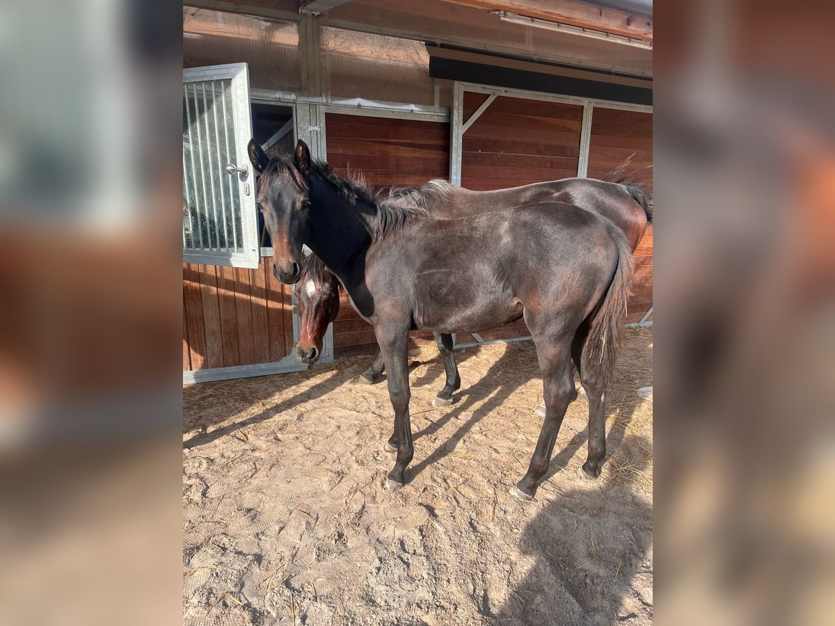 Deutsches Sportpferd Hengst 1 Jahr 156 cm Kann Schimmel werden in Spremberg