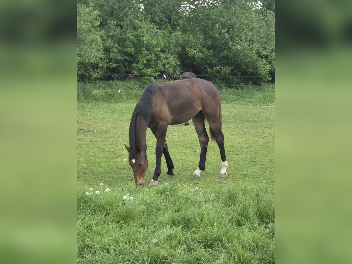 Deutsches Sportpferd Hengst 1 Jahr 163 cm Brauner in Dessau