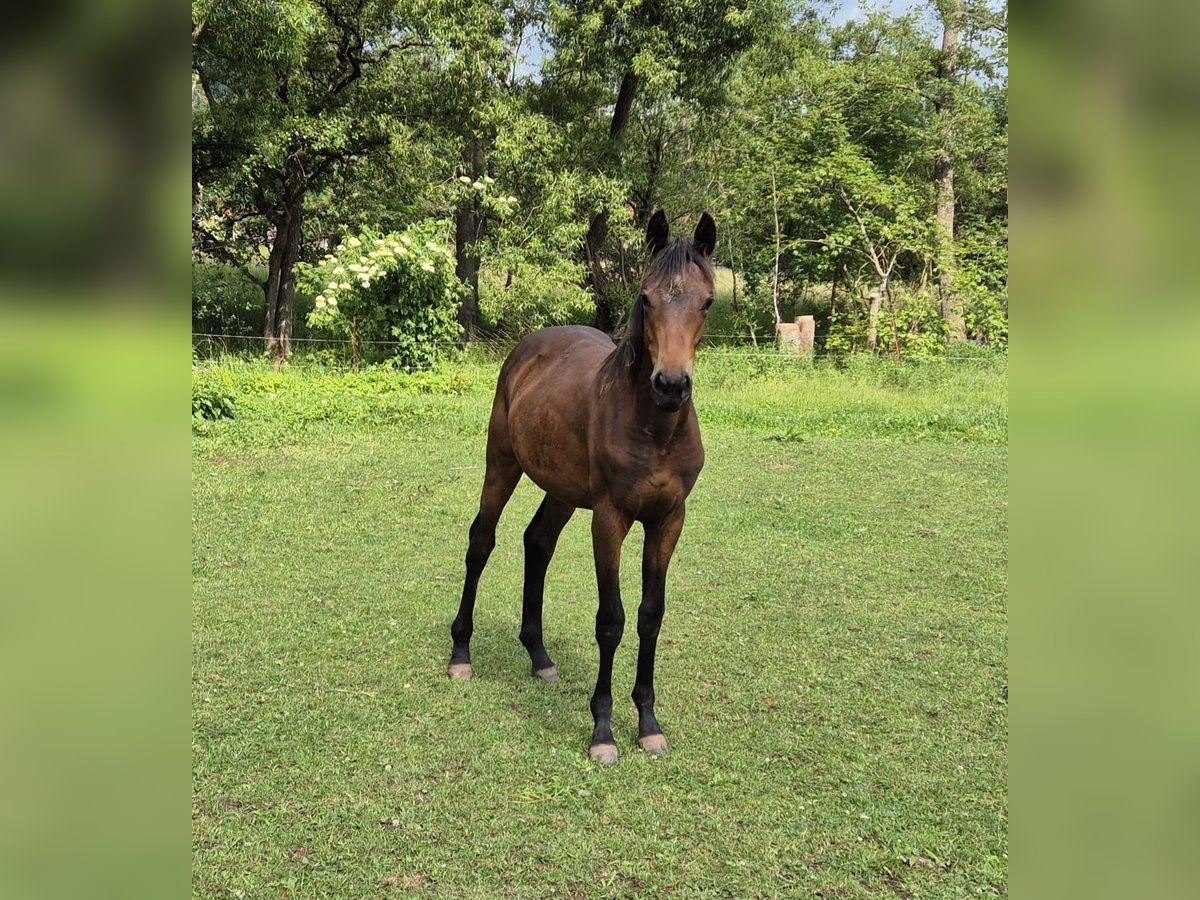 Deutsches Sportpferd Hengst 1 Jahr 168 cm Brauner in Tann