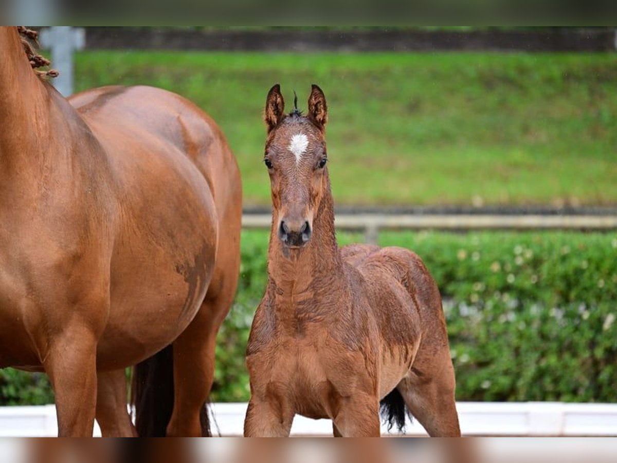 Deutsches Sportpferd Hengst 1 Jahr 168 cm Brauner in Burgstall