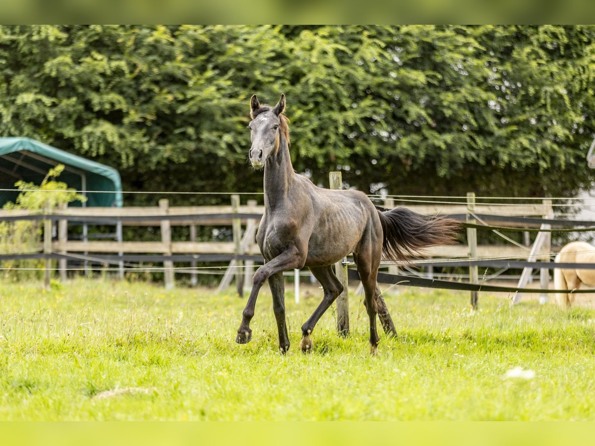 Deutsches Sportpferd Hengst 1 Jahr 170 cm Blauschimmel in Heinzenbach