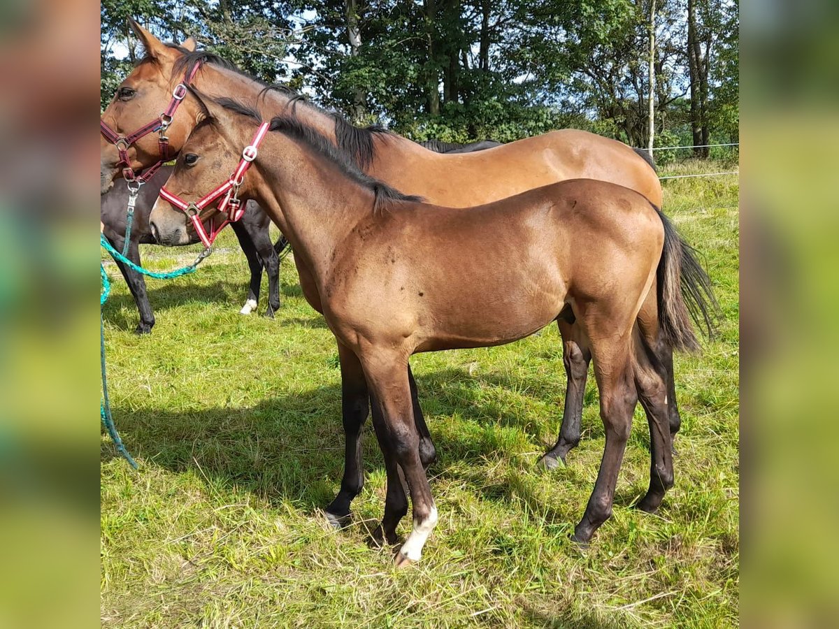 Deutsches Sportpferd Hengst 1 Jahr 170 cm Brauner in Eppendorf