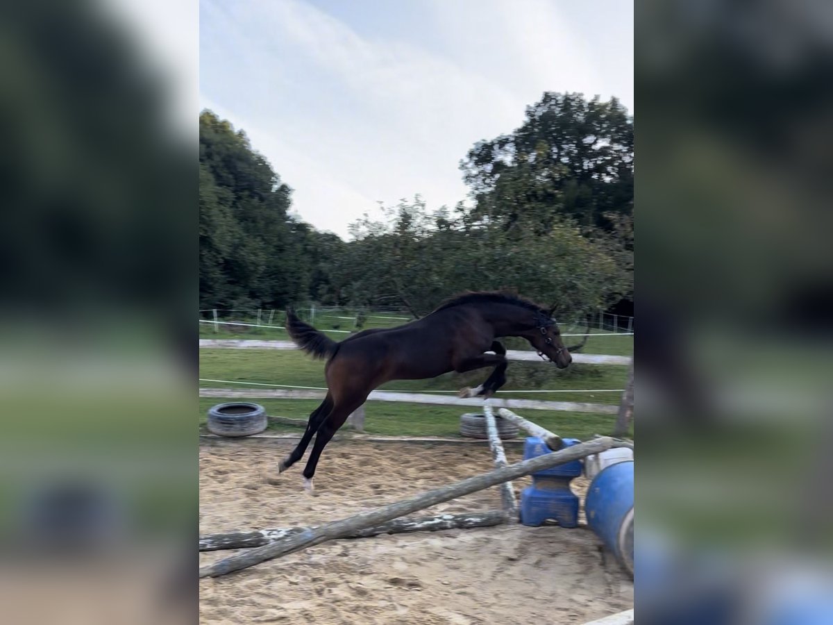 Deutsches Sportpferd Hengst 1 Jahr 170 cm Dunkelbrauner in Beverstedt