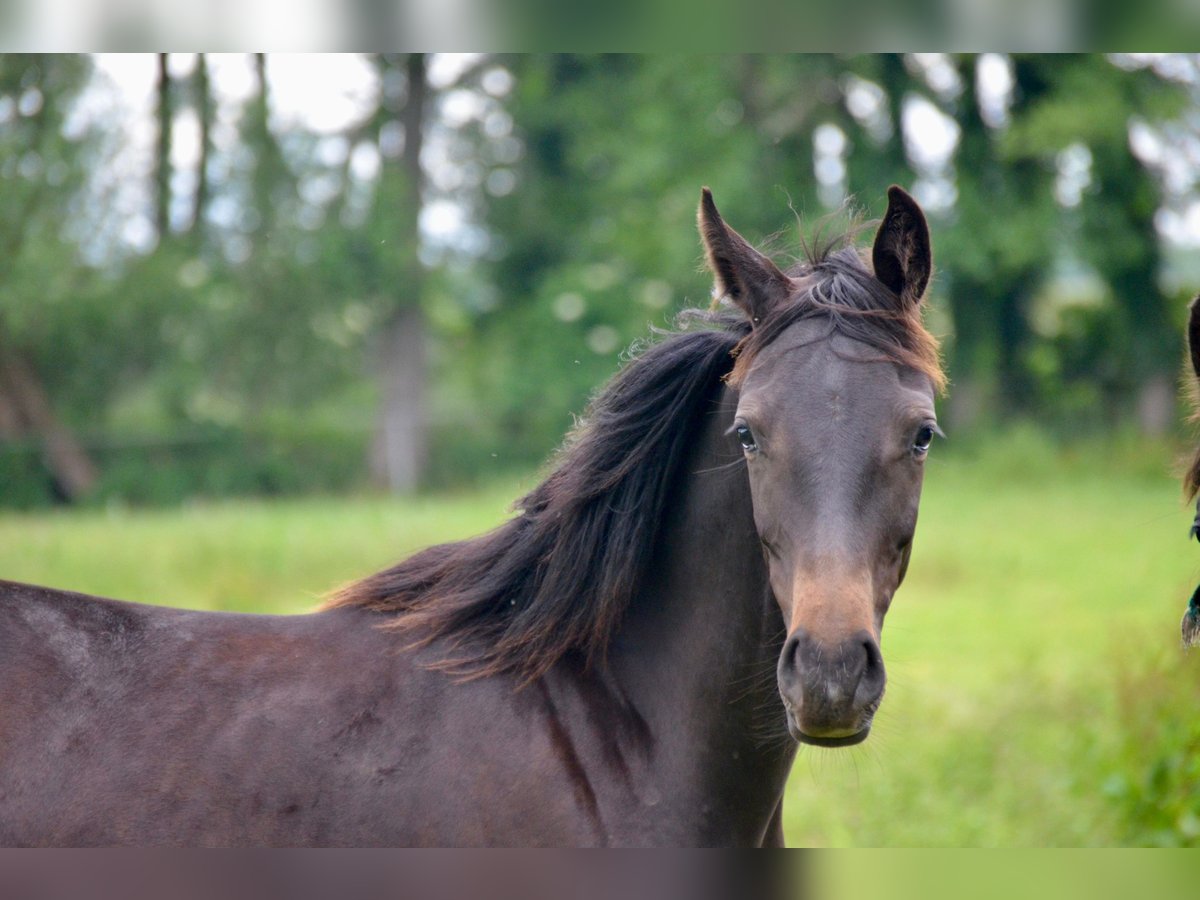 Deutsches Sportpferd Hengst 1 Jahr 170 cm Dunkelbrauner in Temnitztal