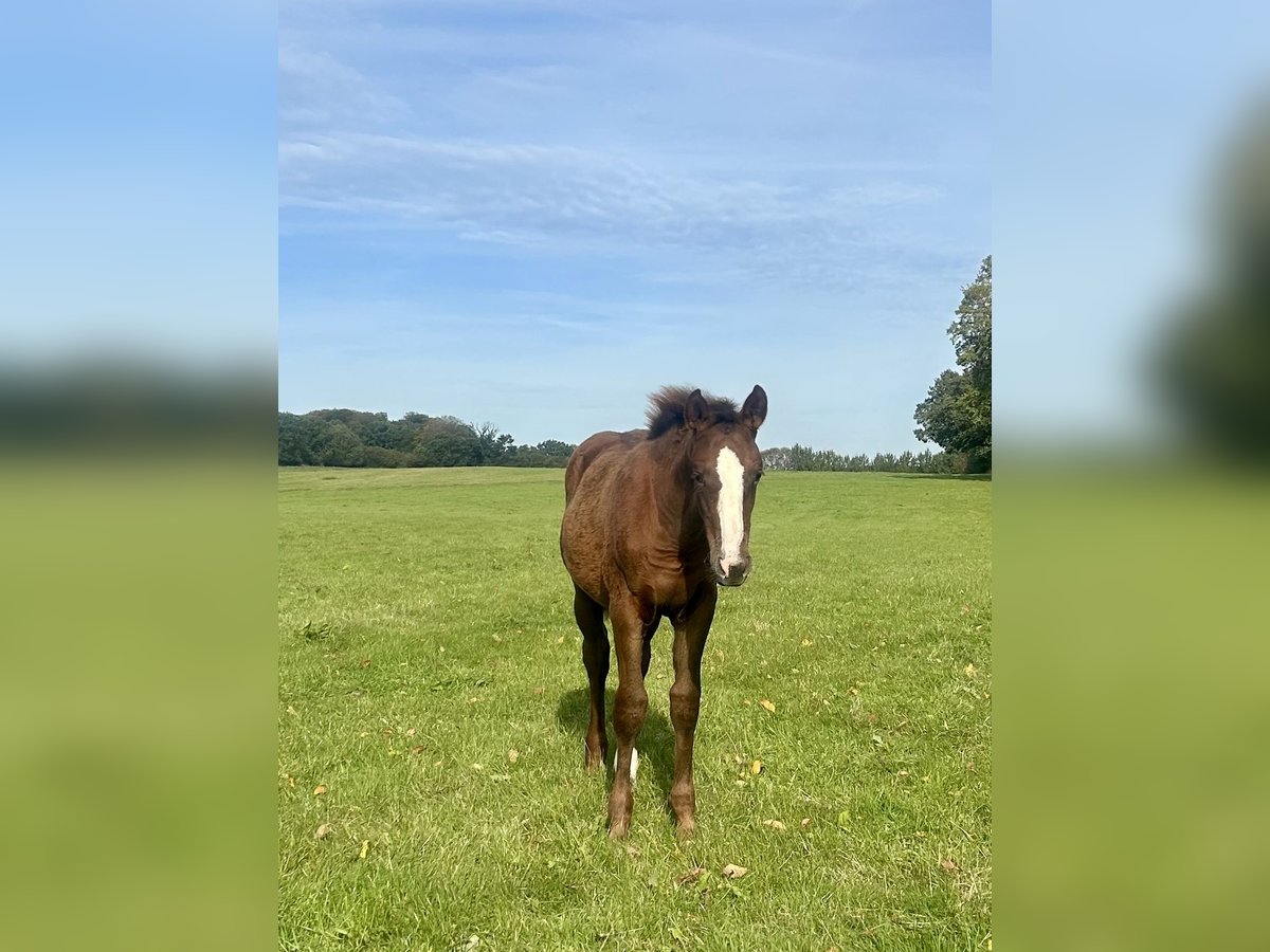 Deutsches Sportpferd Hengst 1 Jahr 170 cm Dunkelfuchs in Kleinneudorf