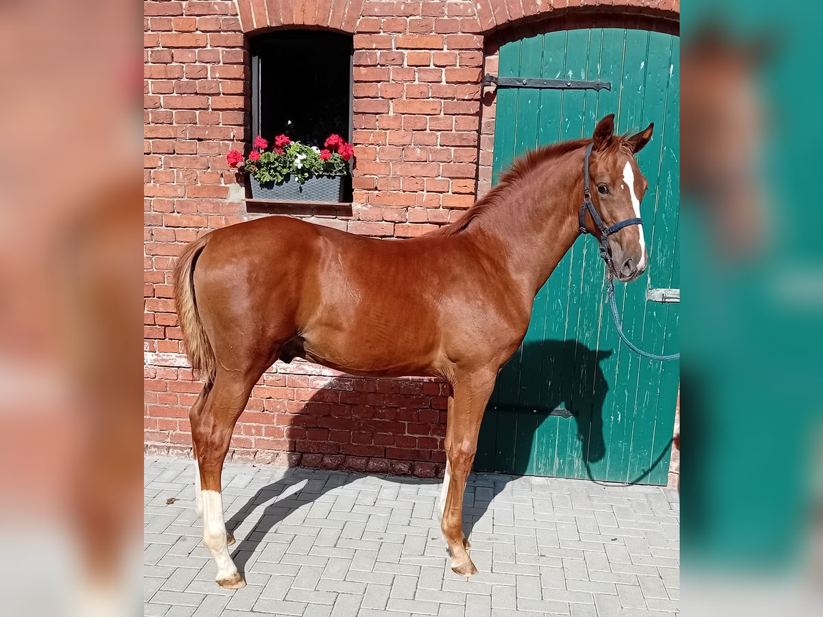 Deutsches Sportpferd Hengst 1 Jahr 170 cm Fuchs in Milower Land