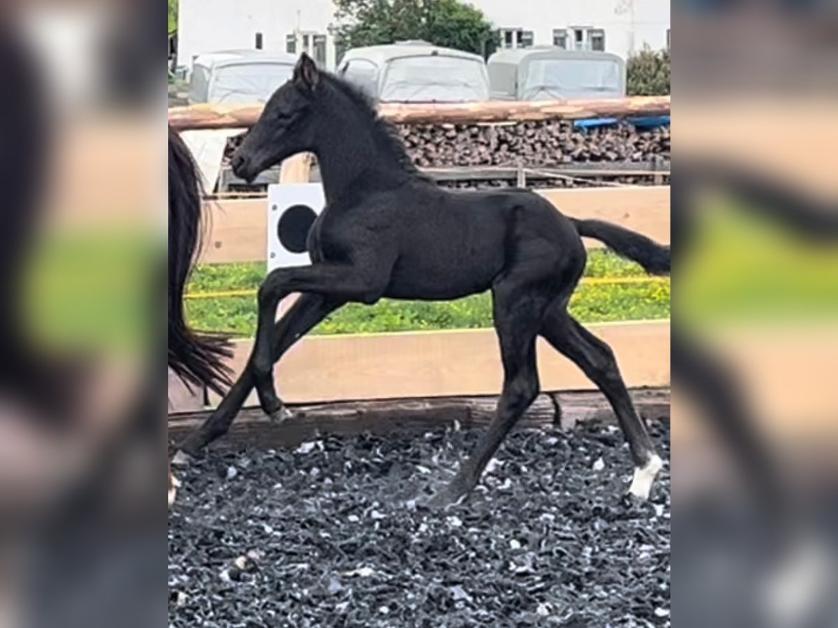 Deutsches Sportpferd Hengst 1 Jahr 170 cm Rappe in Halblech