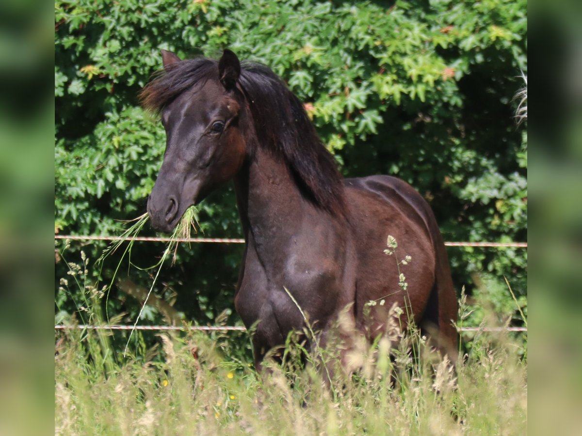 Deutsches Sportpferd Hengst 1 Jahr 170 cm Rappe in Bayreuth