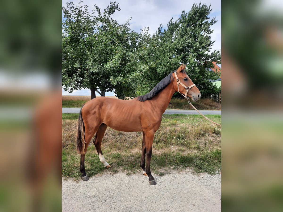 Deutsches Sportpferd Hengst 1 Jahr 172 cm Brauner in Ilmtal-Weinstra&#xDF;e