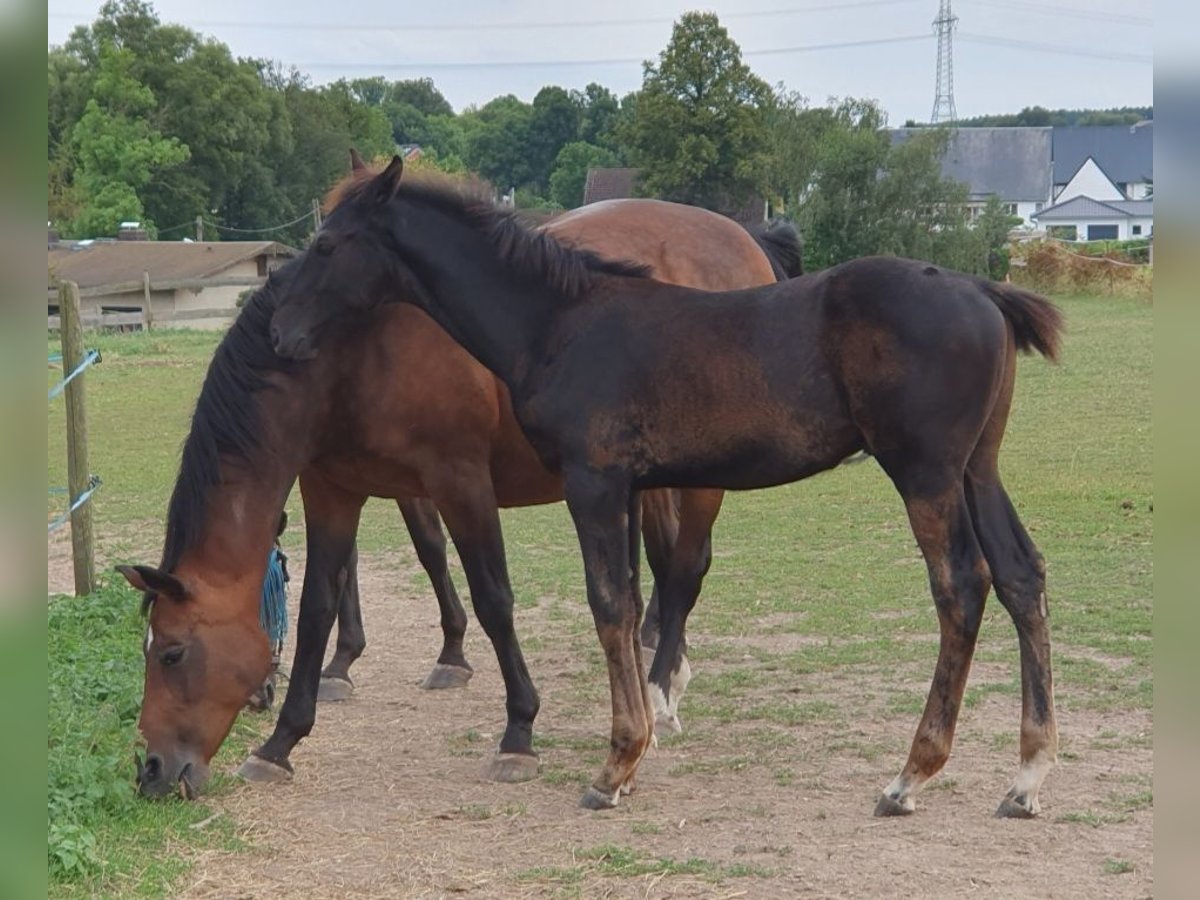 Deutsches Sportpferd Hengst 1 Jahr 173 cm Rappe in Hainichen