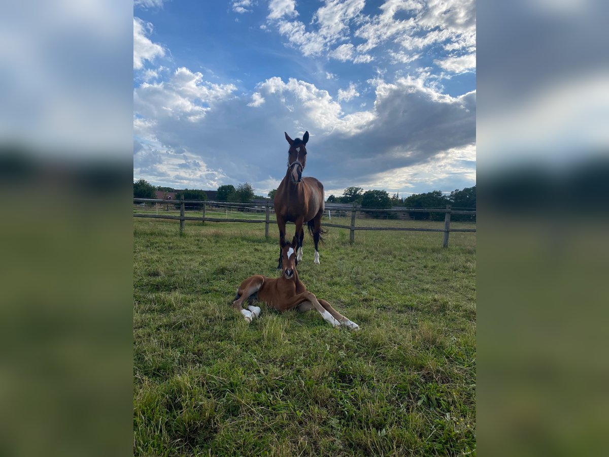 Deutsches Sportpferd Hengst 1 Jahr 174 cm Brauner in Kalbe/Milde