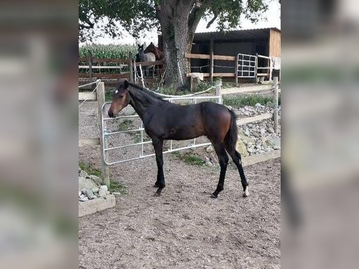Deutsches Sportpferd Hengst 1 Jahr 174 cm Dunkelbrauner in Babensham