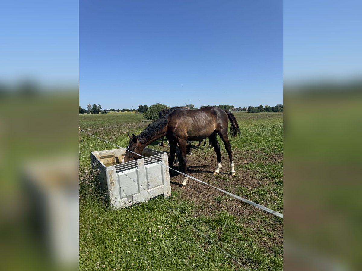 Deutsches Sportpferd Hengst 1 Jahr 175 cm Dunkelbrauner in Kalbe (Milde)