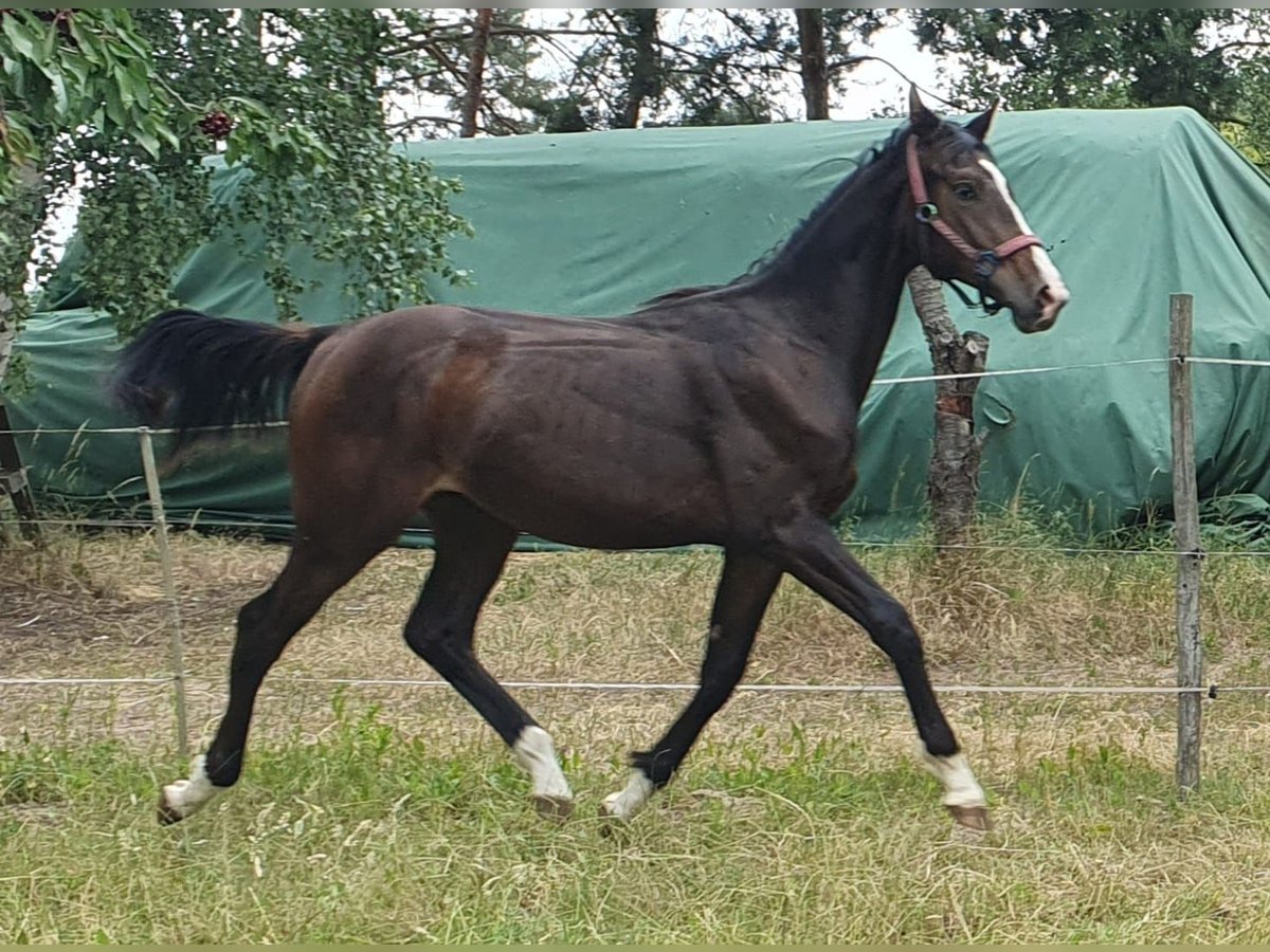 Deutsches Sportpferd Hengst 1 Jahr 175 cm Dunkelbrauner in Werder