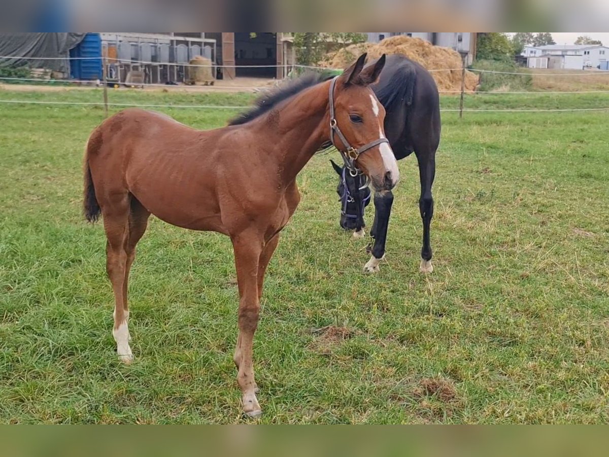 Deutsches Sportpferd Hengst 1 Jahr Brauner in Worms