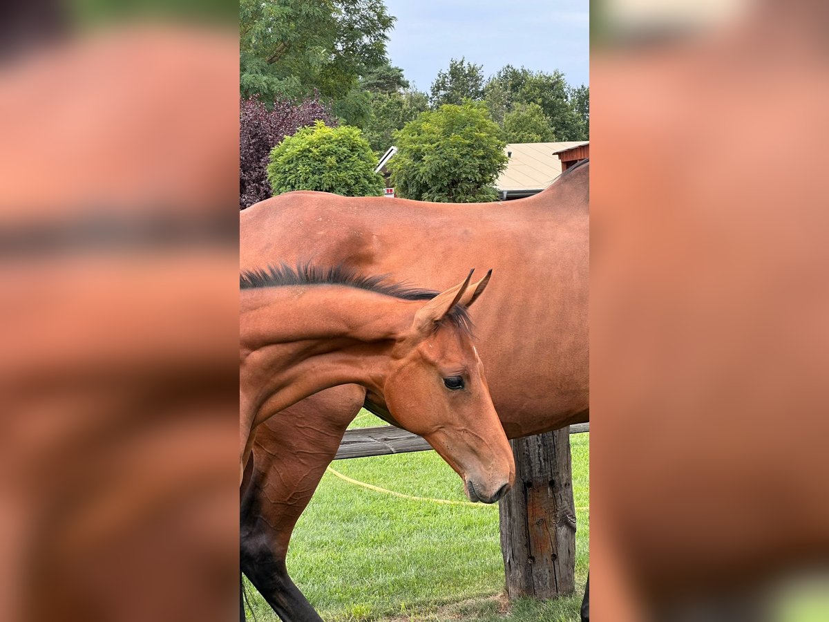 Deutsches Sportpferd Hengst 1 Jahr Brauner in Niemegk