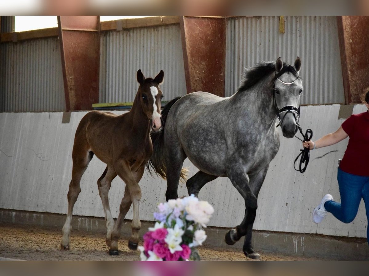 Deutsches Sportpferd Hengst 1 Jahr Brauner in Rhinow