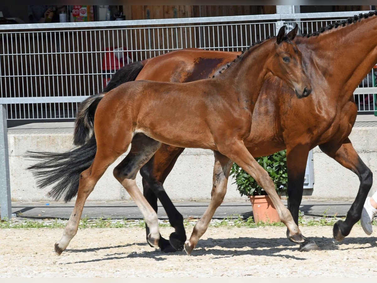 Deutsches Sportpferd Hengst 1 Jahr in Königsmoos