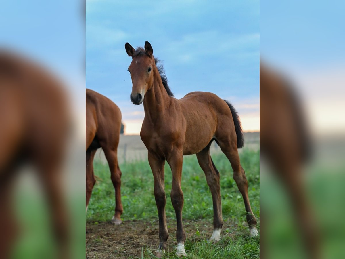 Deutsches Sportpferd Hengst 1 Jahr Dunkelbrauner in Postmünster