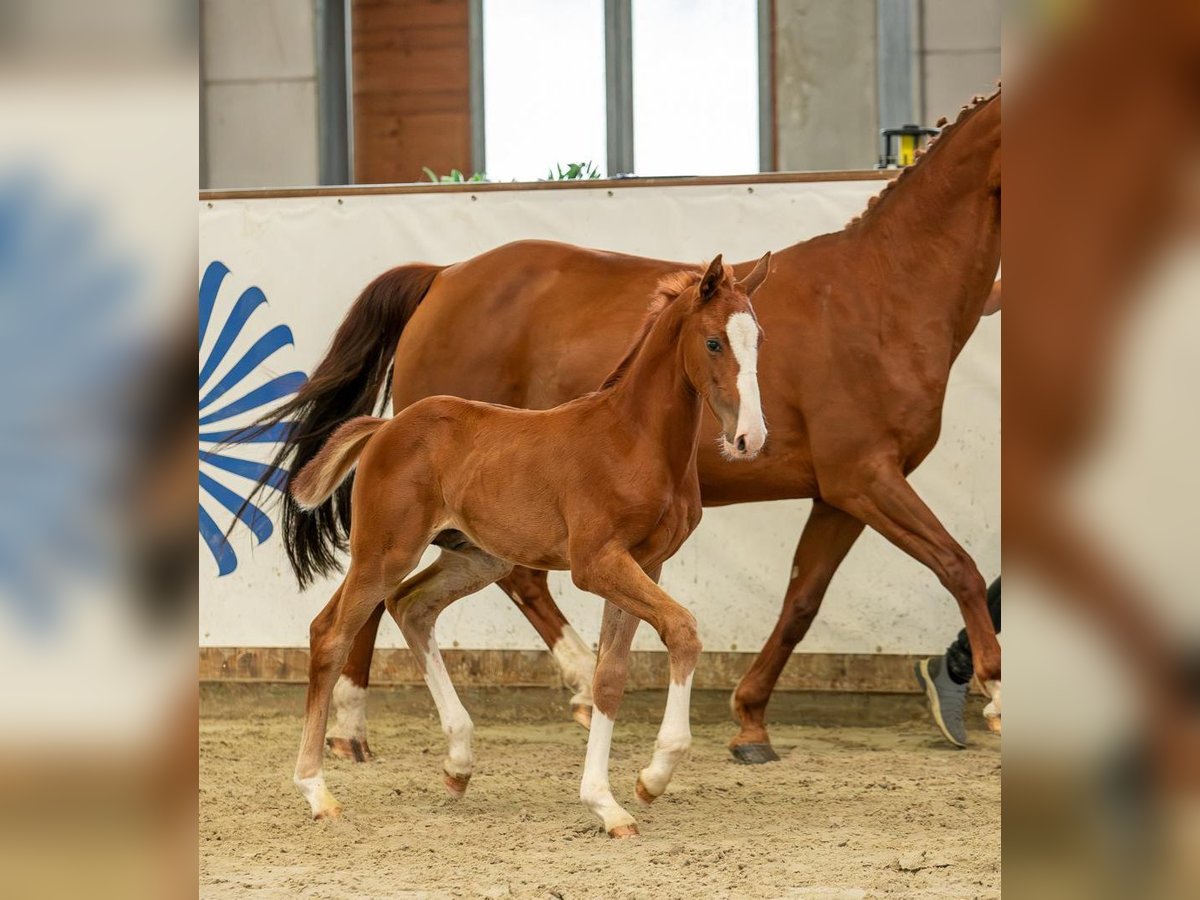 Deutsches Sportpferd Hengst 1 Jahr Fuchs in Leuna OT Zweimen