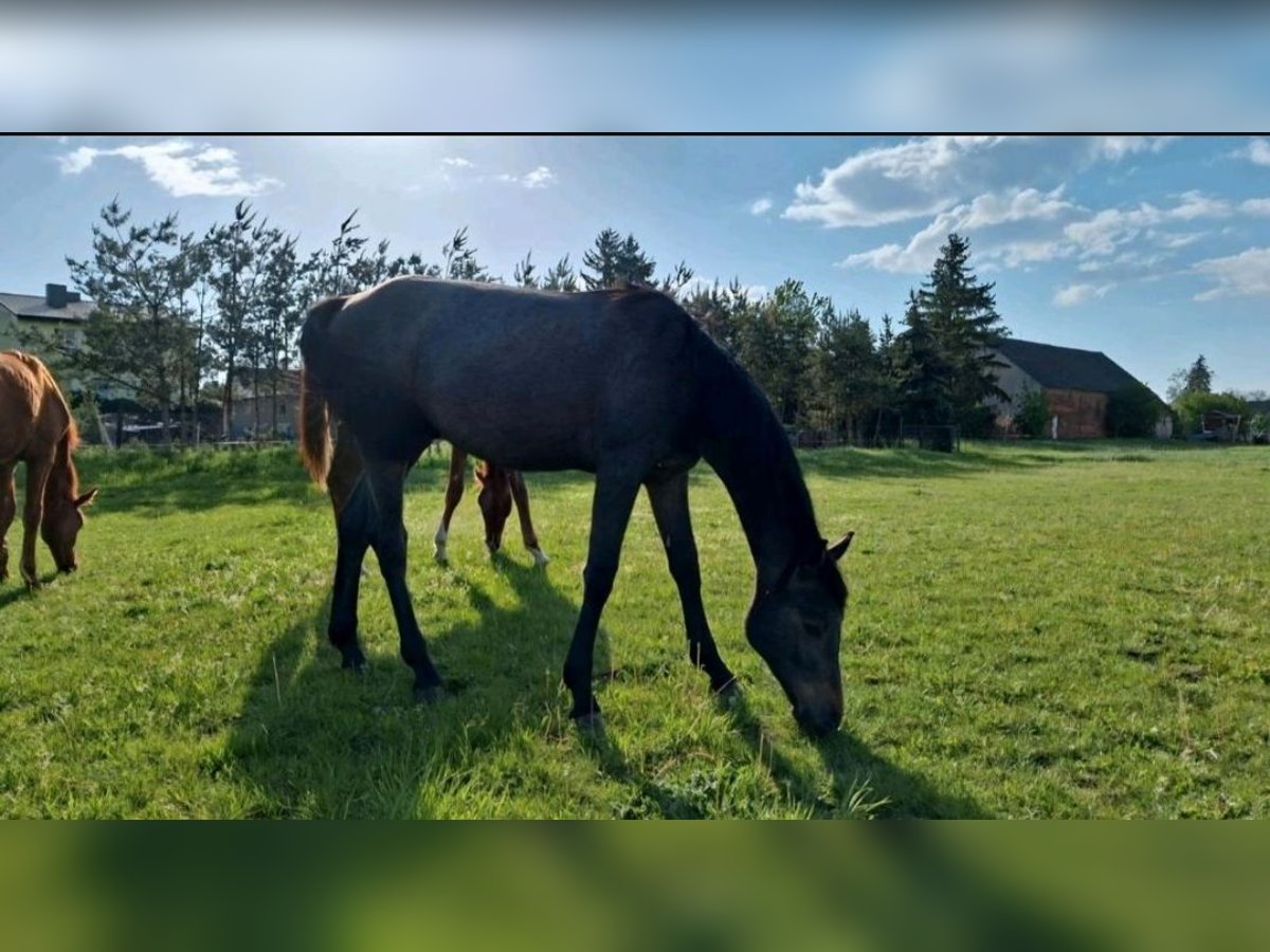 Deutsches Sportpferd Hengst 1 Jahr Schimmel in Prettin