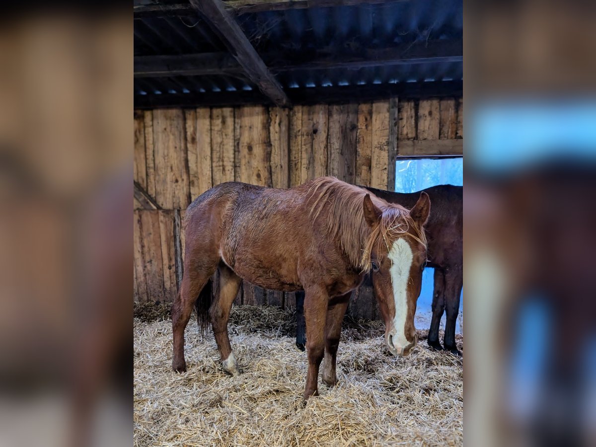 Deutsches Sportpferd Hengst 2 Jahre 164 cm Fuchs in Viöl