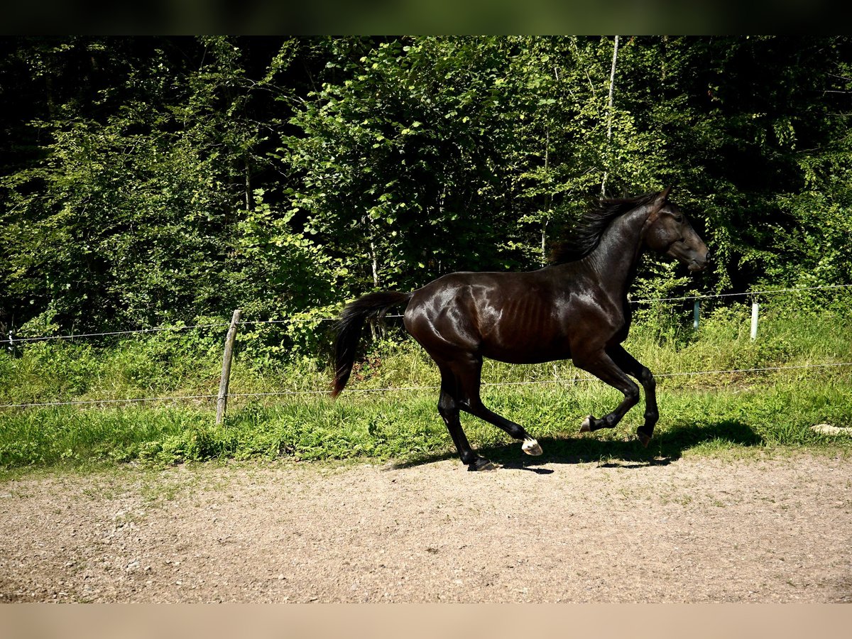 Deutsches Sportpferd Hengst 2 Jahre 164 cm Schwarzbrauner in L&#xF6;rrach