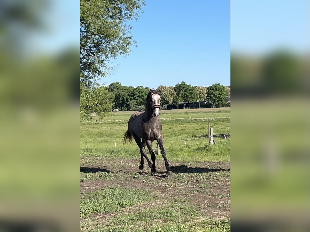 Deutsches Sportpferd Hengst 2 Jahre 165 cm Schimmel in Löwenberger Land