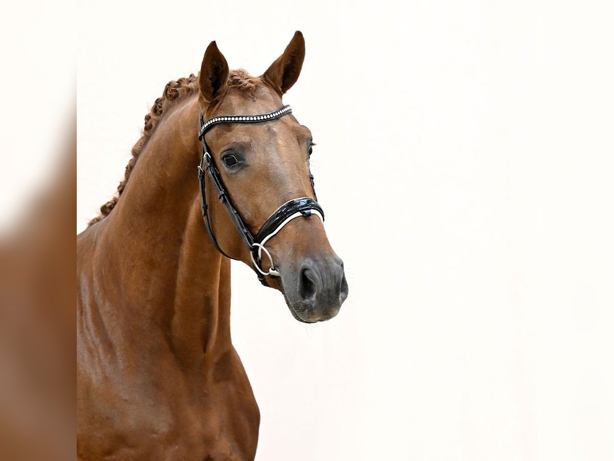 Deutsches Sportpferd Hengst 2 Jahre 167 cm Fuchs in Lastrup