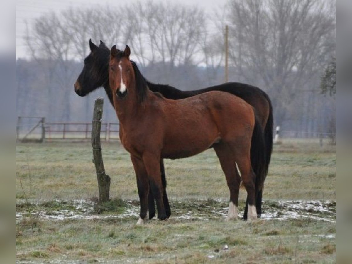 Deutsches Sportpferd Hengst 2 Jahre 168 cm Brauner in Burgstall