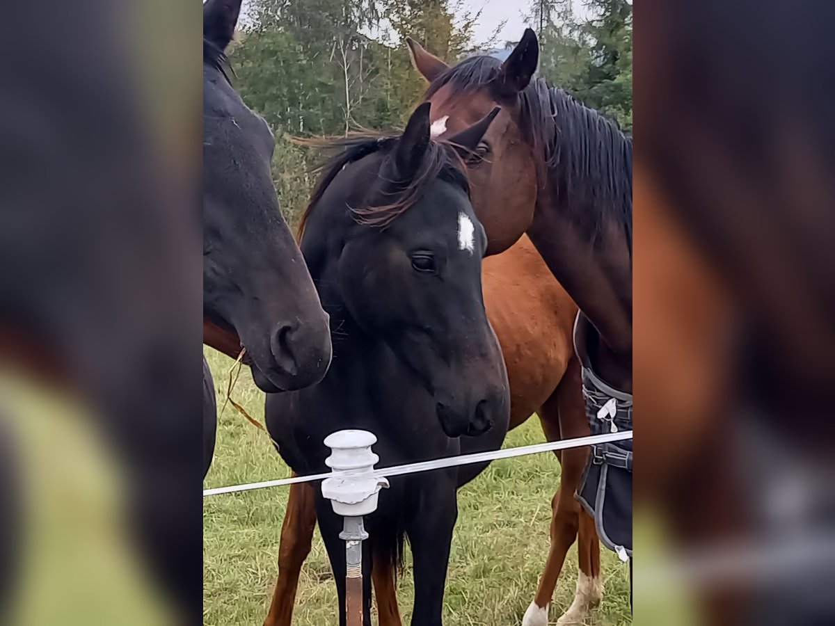 Deutsches Sportpferd Hengst 2 Jahre 168 cm Rappe in Kurtscheid