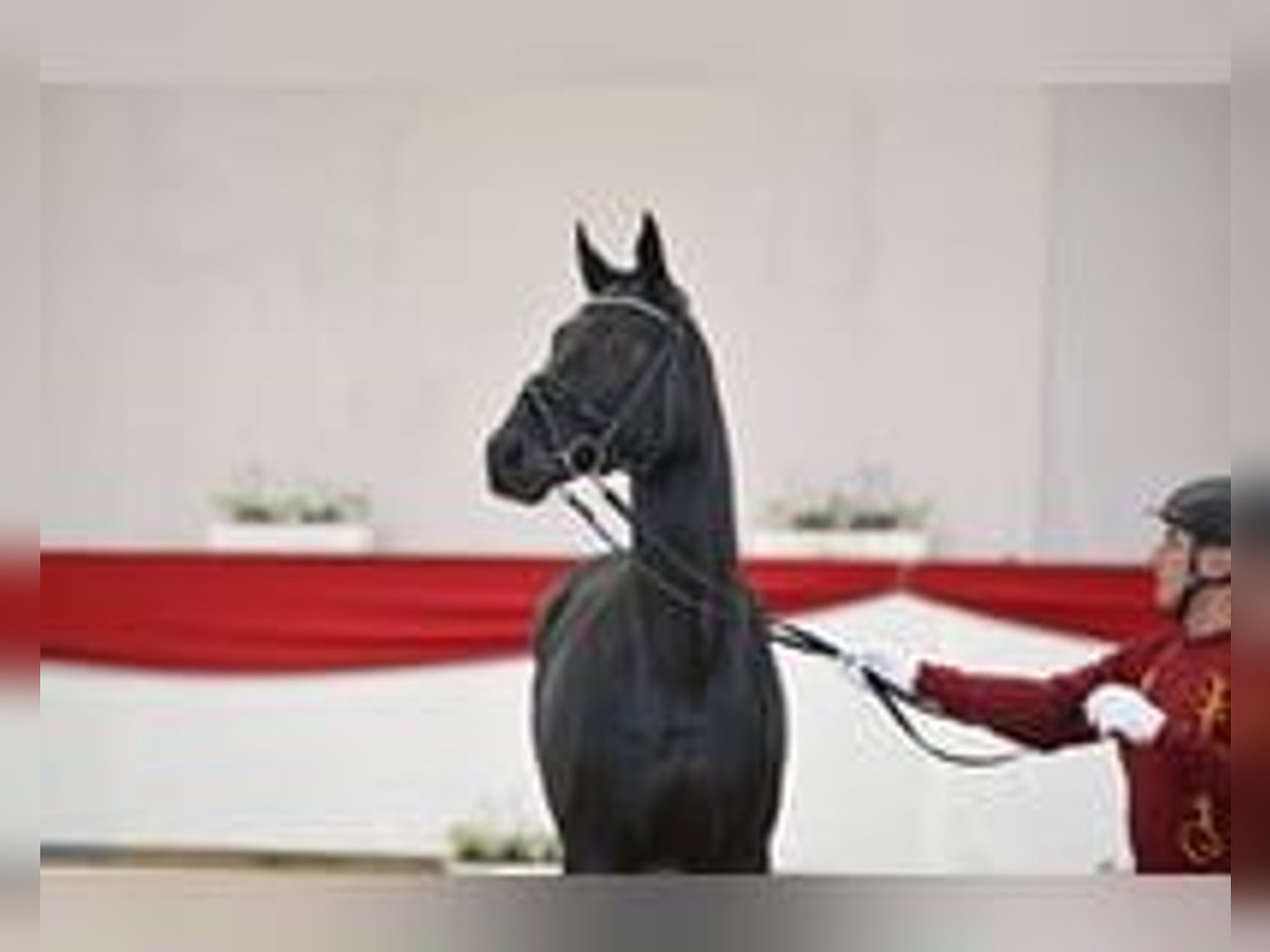 Deutsches Sportpferd Hengst 2 Jahre 170 cm Rappe in BrahmenauP&#xF6;lzig