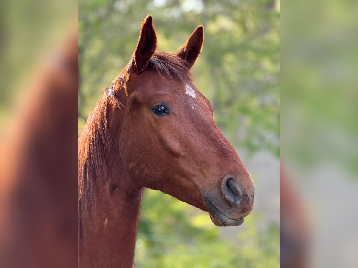 Deutsches Sportpferd Hengst 2 Jahre 172 cm Fuchs in Querfurt