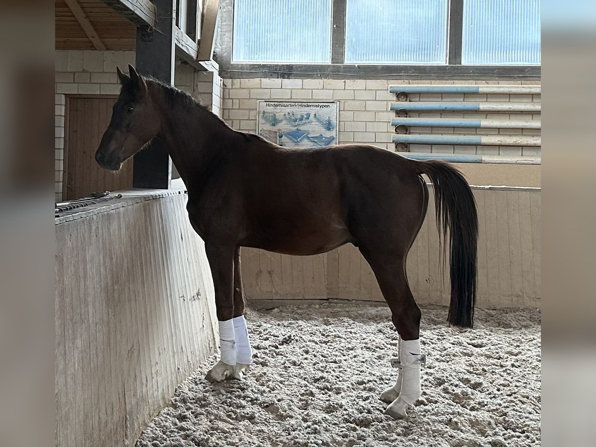 Deutsches Sportpferd Hengst 3 Jahre 163 cm Dunkelfuchs in Heinersreuth