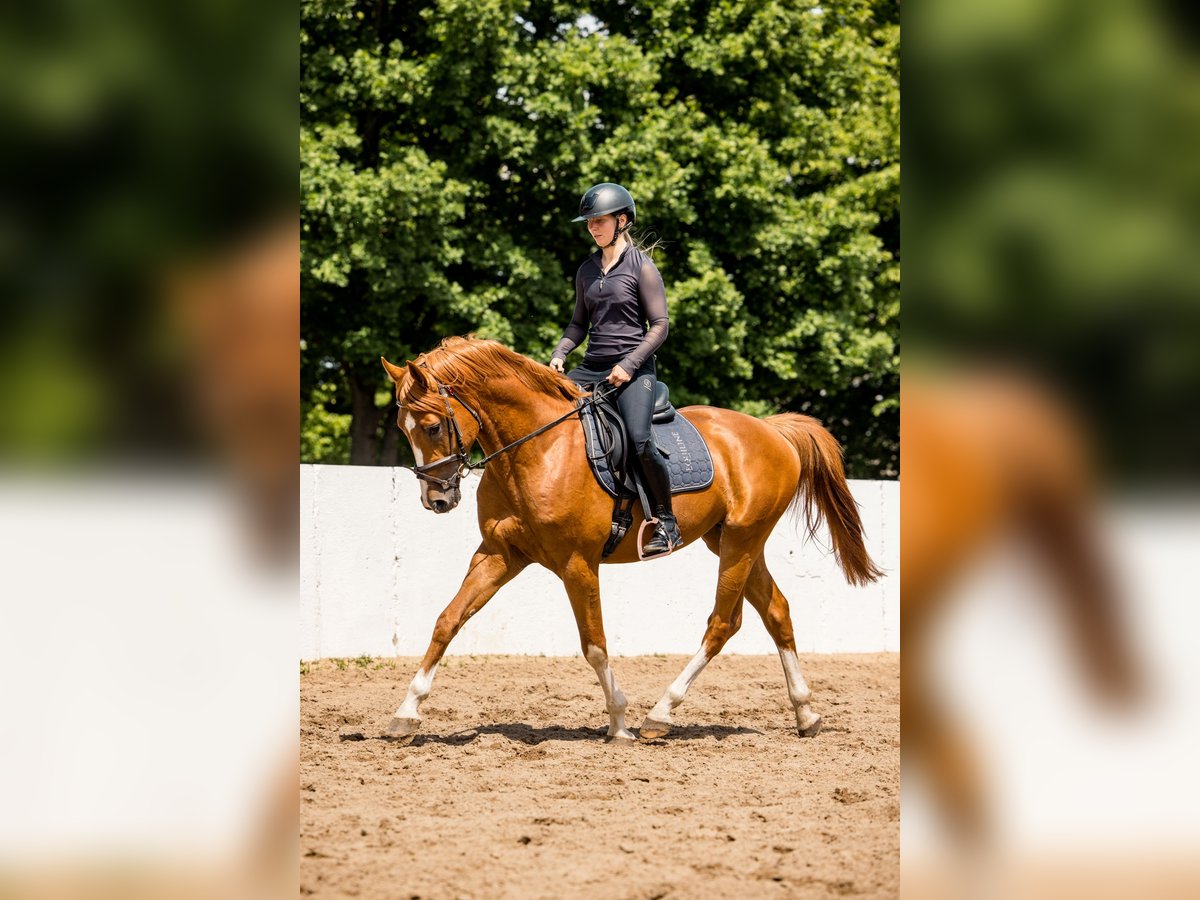 Deutsches Sportpferd Hengst 3 Jahre 164 cm Fuchs in Radeburg