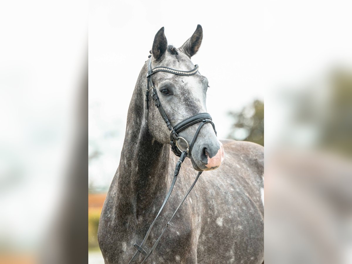 Deutsches Sportpferd Hengst 3 Jahre 166 cm Champagne in Gomadingen