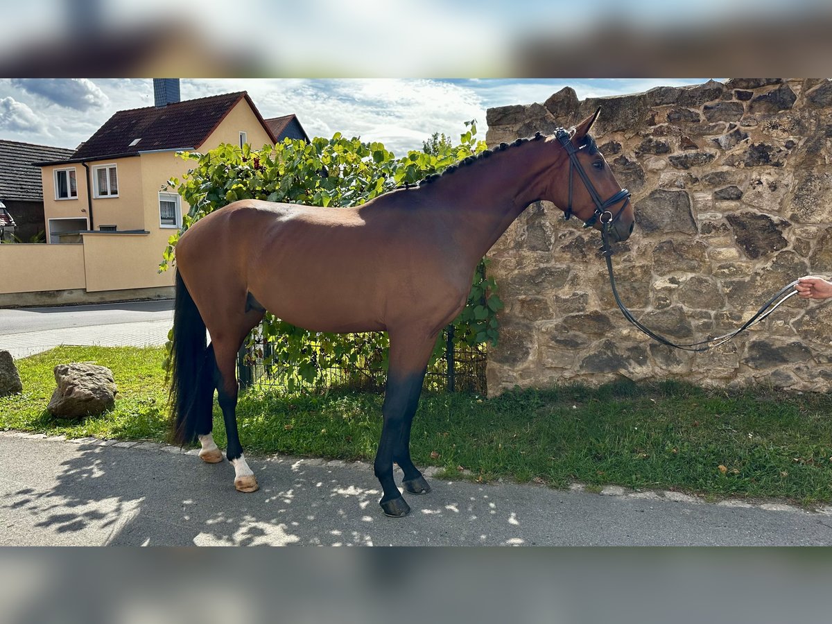 Deutsches Sportpferd Hengst 3 Jahre 168 cm Brauner in Leuna