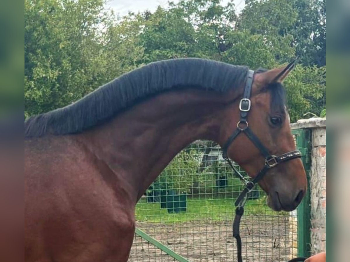 Deutsches Sportpferd Hengst 3 Jahre 172 cm Brauner in Murska Soboda