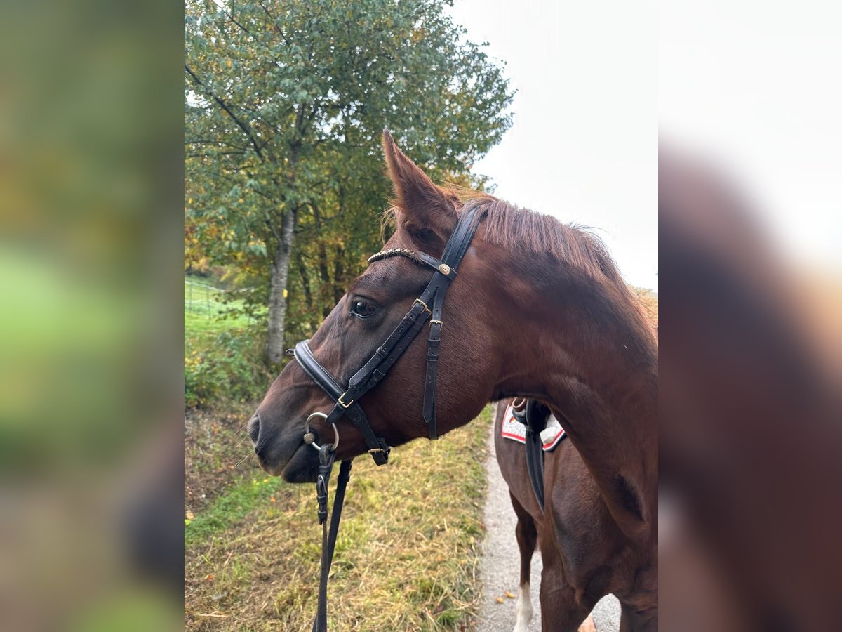 Deutsches Sportpferd Hengst 4 Jahre 155 cm Fuchs in Castell